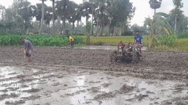 কালাইয়ে আমন ধানের বীজতলা তৈরীতে ব্যস্ত  কৃষকরা